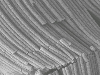 SEM images of nanotube arrays