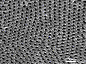 The top view SEM image of AAM or AAO