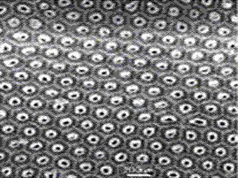 The SEM image of nanotube arrays in AAM or AAO